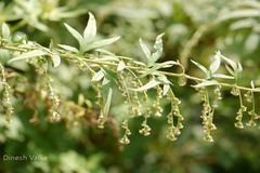 Artemisia nilagirica